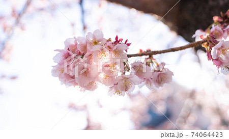 ピンク色の「あたみ桜」が印象的 ピンク色の「あたみ桜」が印象的 74064423