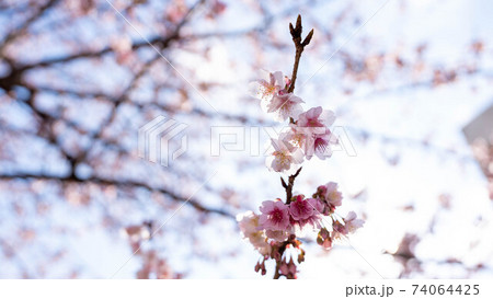 ピンク色の「あたみ桜」が印象的 74064425