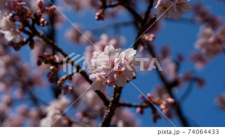 ピンク色の「あたみ桜」が印象的 74064433