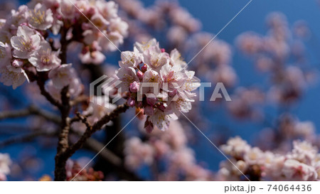 ピンク色の「あたみ桜」が印象的 ピンク色の「あたみ桜」が印象的 74064436