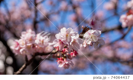 ピンク色の「あたみ桜」が印象的 ピンク色の「あたみ桜」が印象的 74064437