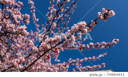 ピンク色の「あたみ桜」が印象的 ピンク色の「あたみ桜」が印象的 74064441