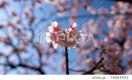 ピンク色の「あたみ桜」が印象的 ピンク色の「あたみ桜」が印象的 74064442
