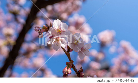 ピンク色の「あたみ桜」が印象的 ピンク色の「あたみ桜」が印象的 74064448