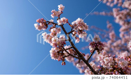 ピンク色の「あたみ桜」が印象的 ピンク色の「あたみ桜」が印象的 74064451