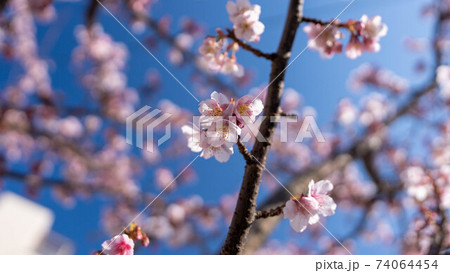 ピンク色の「あたみ桜」が印象的 74064454