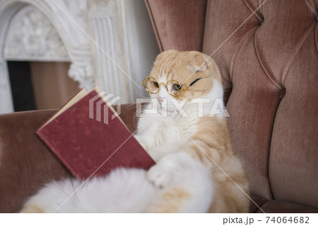 読書をする猫 読書をする猫 74064682