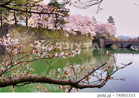 福井県庁 お堀さくらの季節ー春の写真素材