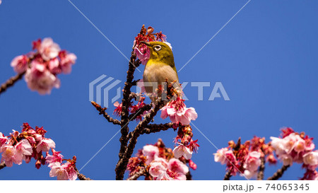 鮮やかな「あたみ桜」に遊び興じる「メジロ」 鮮やかな「あたみ桜」に遊び興じる「メジロ」 74065345