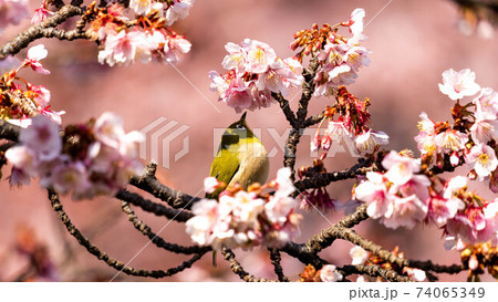 鮮やかな「あたみ桜」に遊び興じる「メジロ」 74065349