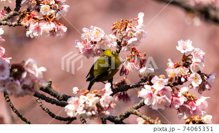 鮮やかな「あたみ桜」に遊び興じる「メジロ」 鮮やかな「あたみ桜」に遊び興じる「メジロ」 74065351