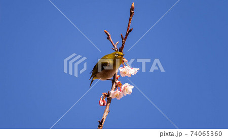 鮮やかな「あたみ桜」に遊び興じる「メジロ」 鮮やかな「あたみ桜」に遊び興じる「メジロ」 74065360