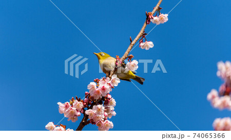 鮮やかな「あたみ桜」に遊び興じる「メジロ」 鮮やかな「あたみ桜」に遊び興じる「メジロ」 74065366