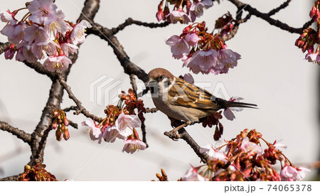 鮮やかな「あたみ桜」に遊び興じる「メジロ」 鮮やかな「あたみ桜」に遊び興じる「メジロ」 74065378