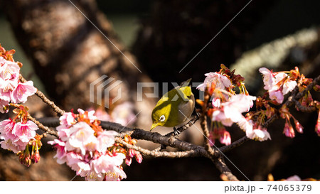 鮮やかな「あたみ桜」に遊び興じる「メジロ」 鮮やかな「あたみ桜」に遊び興じる「メジロ」 74065379