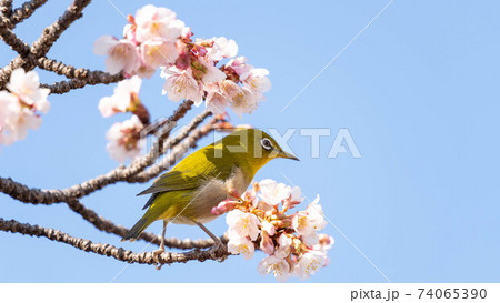 鮮やかな「あたみ桜」に遊び興じる「メジロ」 74065390