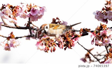 鮮やかな「あたみ桜」に遊び興じる「メジロ」 74065397