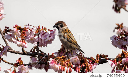 鮮やかな「あたみ桜」に遊び興じる「メジロ」 鮮やかな「あたみ桜」に遊び興じる「メジロ」 74065400