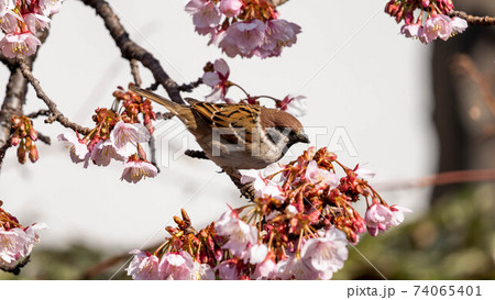 鮮やかな「あたみ桜」に遊び興じる「メジロ」 鮮やかな「あたみ桜」に遊び興じる「メジロ」 74065401