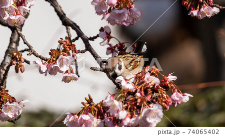 鮮やかな「あたみ桜」に遊び興じる「メジロ」 鮮やかな「あたみ桜」に遊び興じる「メジロ」 74065402