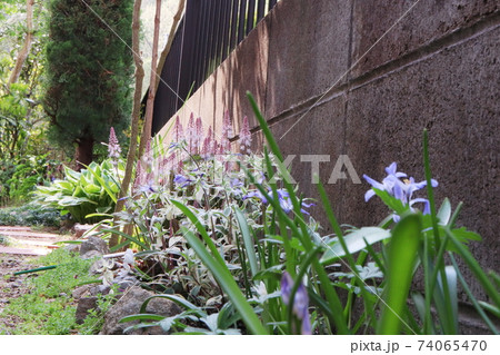 春の日陰の庭 チオノドグサ フロックス ティアレラ ギボウシ 74065470