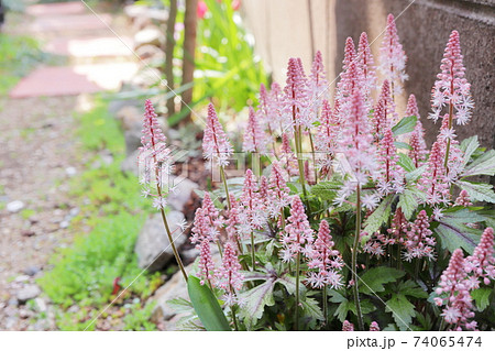 春の日陰の庭 ティアレラ ピンクスカイロケット 74065474