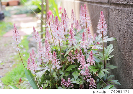 春の日陰の庭 ティアレラ ピンクスカイロケット 74065475