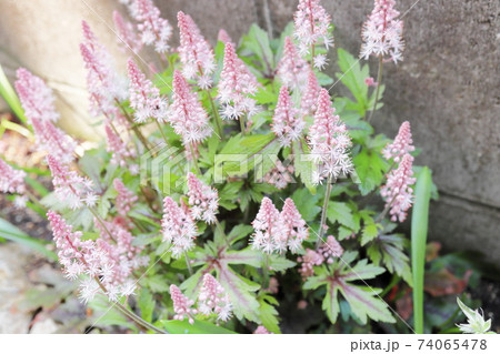 春の日陰の庭 ティアレラ ピンクスカイロケット 74065478