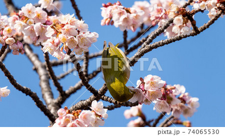 鮮やかな「あたみ桜」に遊び興じる「メジロ」 鮮やかな「あたみ桜」に遊び興じる「メジロ」 74065530
