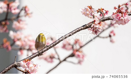 鮮やかな「あたみ桜」に遊び興じる「メジロ」 鮮やかな「あたみ桜」に遊び興じる「メジロ」 74065536