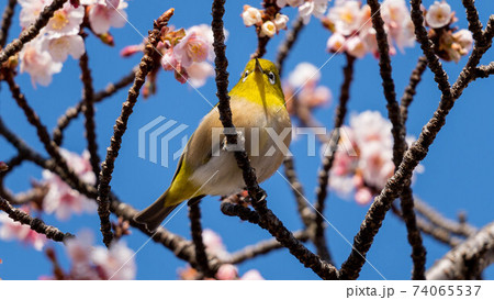 鮮やかな「あたみ桜」に遊び興じる「メジロ」 鮮やかな「あたみ桜」に遊び興じる「メジロ」 74065537