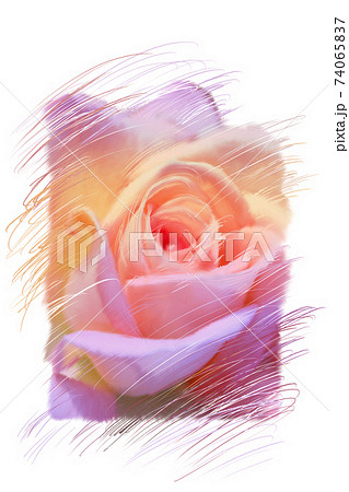 バラ ピンク ピンク バラ園 花びら 薔薇 イラストのイラスト素材