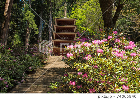 奈良県 室生寺のしゃくなげの写真素材