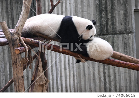 挟まった赤ちゃんを引っ張り上げる母親パンダの写真素材