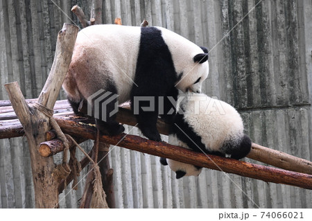挟まった赤ちゃんを引っ張り上げる母親パンダの写真素材