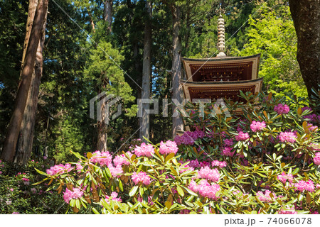 奈良県 室生寺のしゃくなげの写真素材