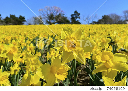 ひたち海浜公園　花咲くスイセンの丘 74066109