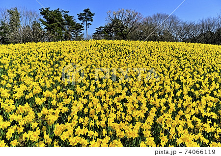ひたち海浜公園　花咲くスイセンの丘 74066119