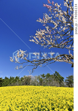 ひたち海浜公園　花咲くスイセンの丘に梅の木 74066134