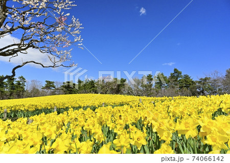 ひたち海浜公園　花咲くスイセンの丘に梅の木 74066142