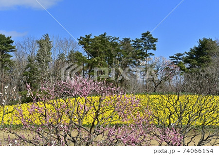 ひたち海浜公園 花咲くスイセンの丘に梅の木 ひたち海浜公園 花咲くスイセンの丘に梅の木 74066154