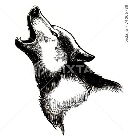 Howling Wolf Ink Black And White Drawingのイラスト素材