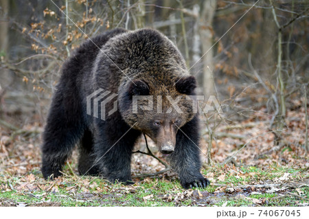 Close wild big brown bear portrait in forest. Danger animal in nature habitat Close wild big brown bear portrait in forest. Danger animal in nature habitat 74067045