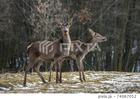 Majestic deer stag in forest. Animal in nature habitat Majestic deer stag in forest. Animal in nature habitat 74067052
