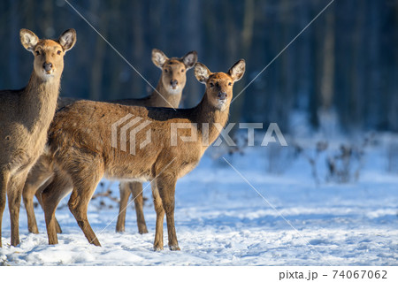 Close three young majestic red deer in winter forest. Cute wild mammal in natural environment Close three young majestic red deer in winter forest. Cute wild mammal in natural environment 74067062