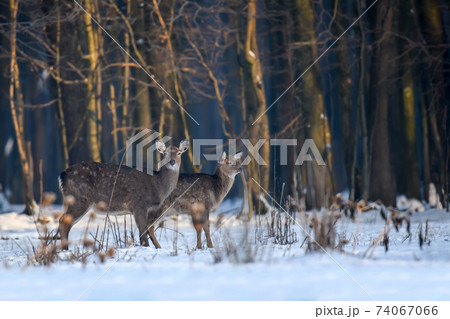 Close two young majestic red deer in winter forest. Cute wild mammal in natural environment 74067066