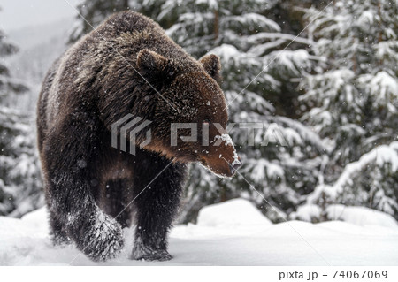 Close wild big brown bear in winter forest 74067069