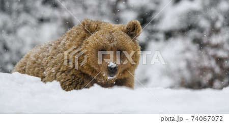 Close wild big brown bear in winter forest 74067072