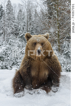 Close-up brown bear sitting in a funny pose in winter forest 74067091