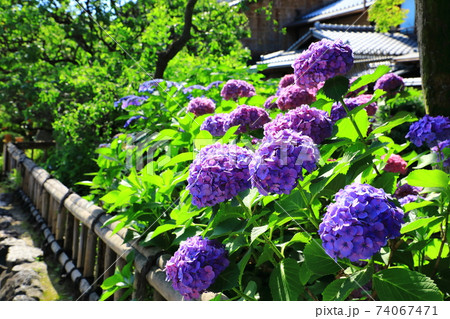 祇園白川 紫陽花の花 祇園白川 紫陽花の花 74067471